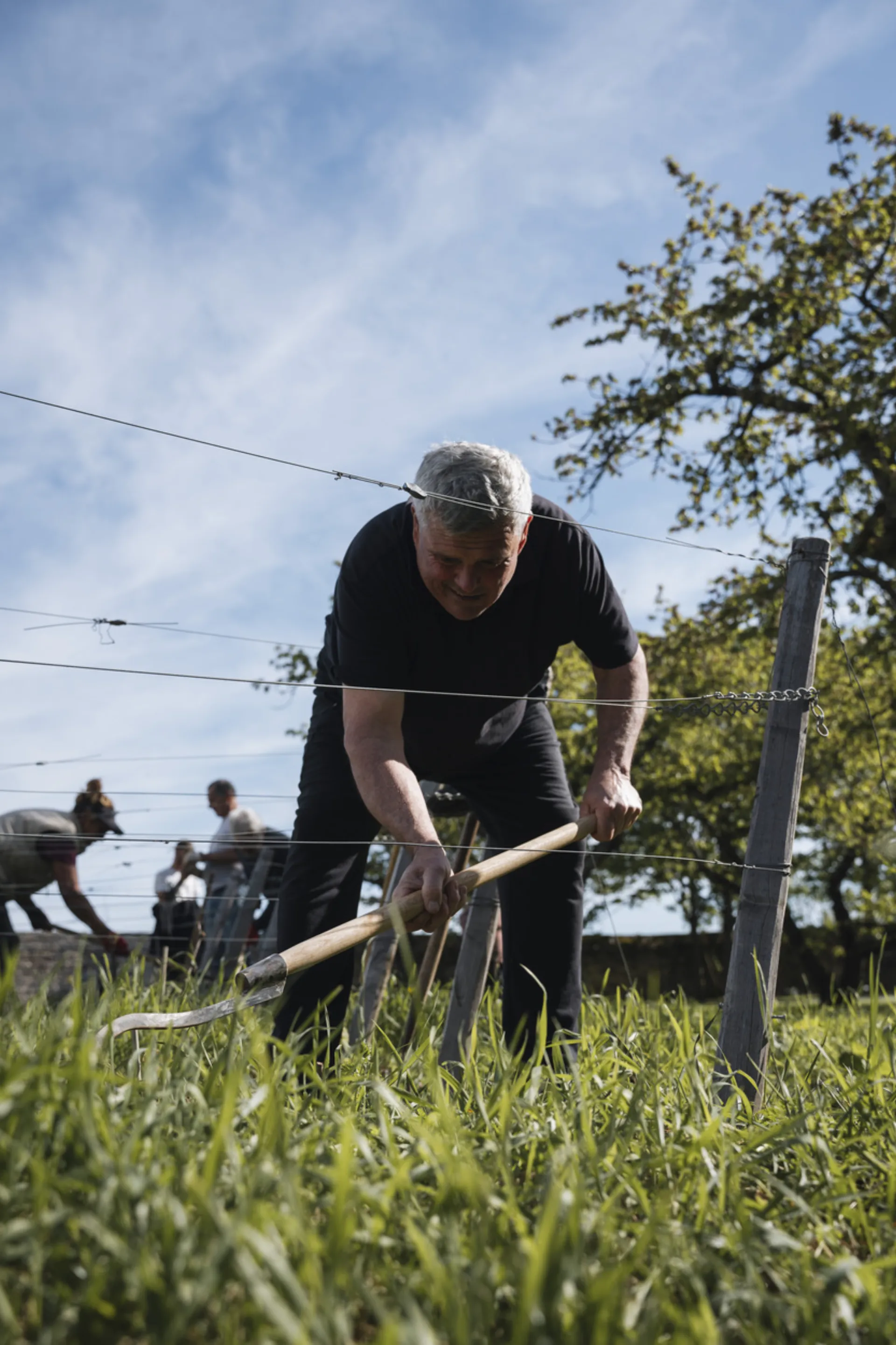 François Raquillet travaillant la vigne au domaine, à Mercurey en Côte Chalonnaise
